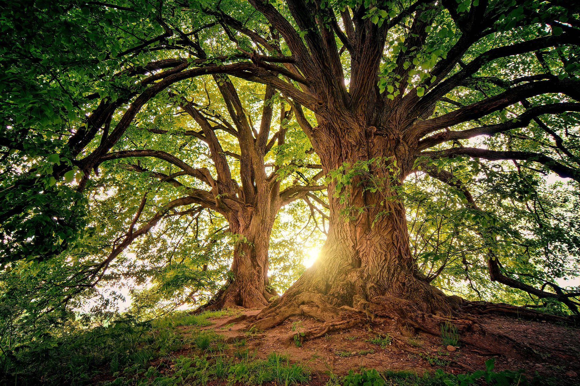 Two Old Trees In The Woods