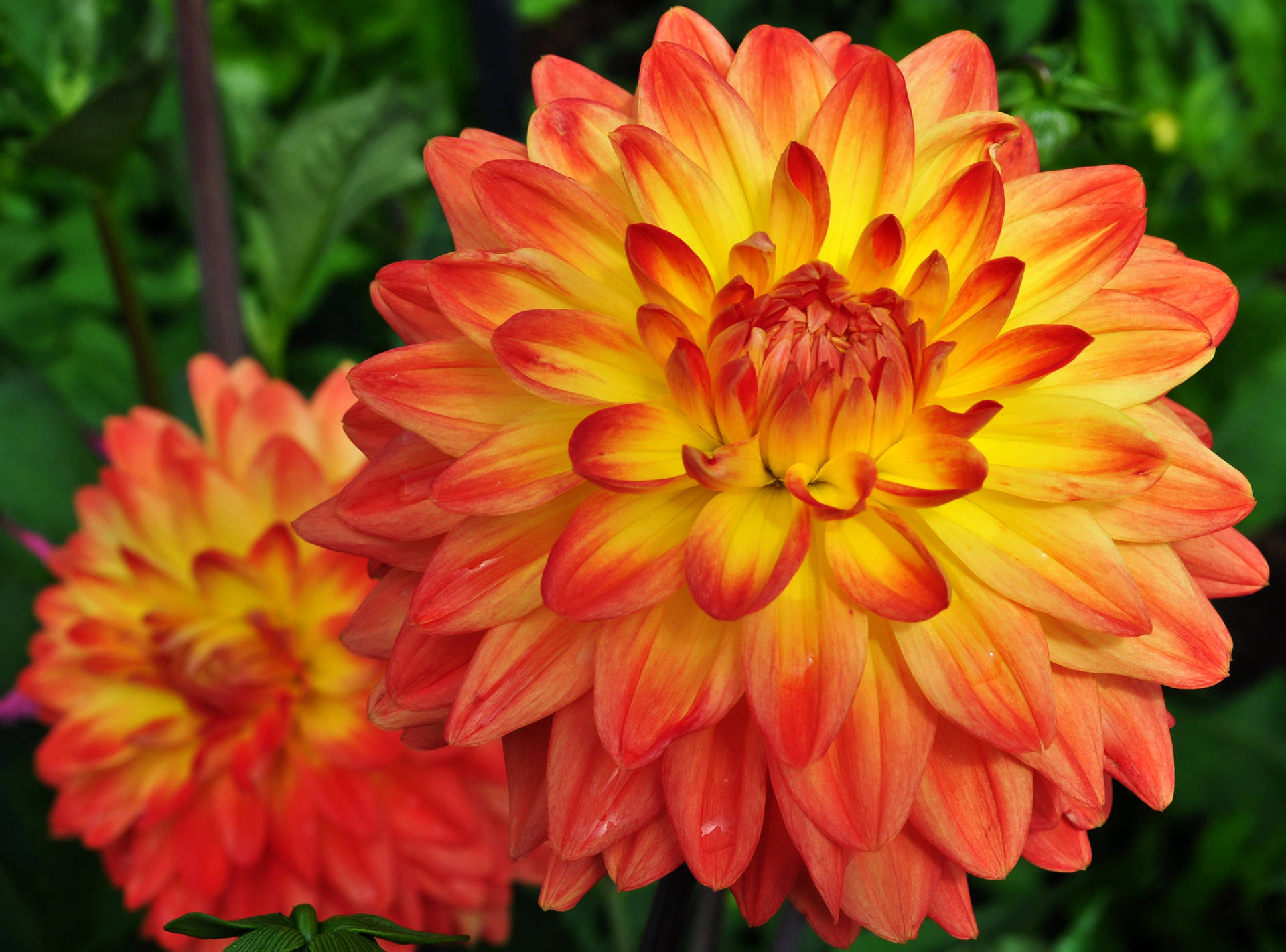 Two Orange And Yellow Dahlia Flowers Background