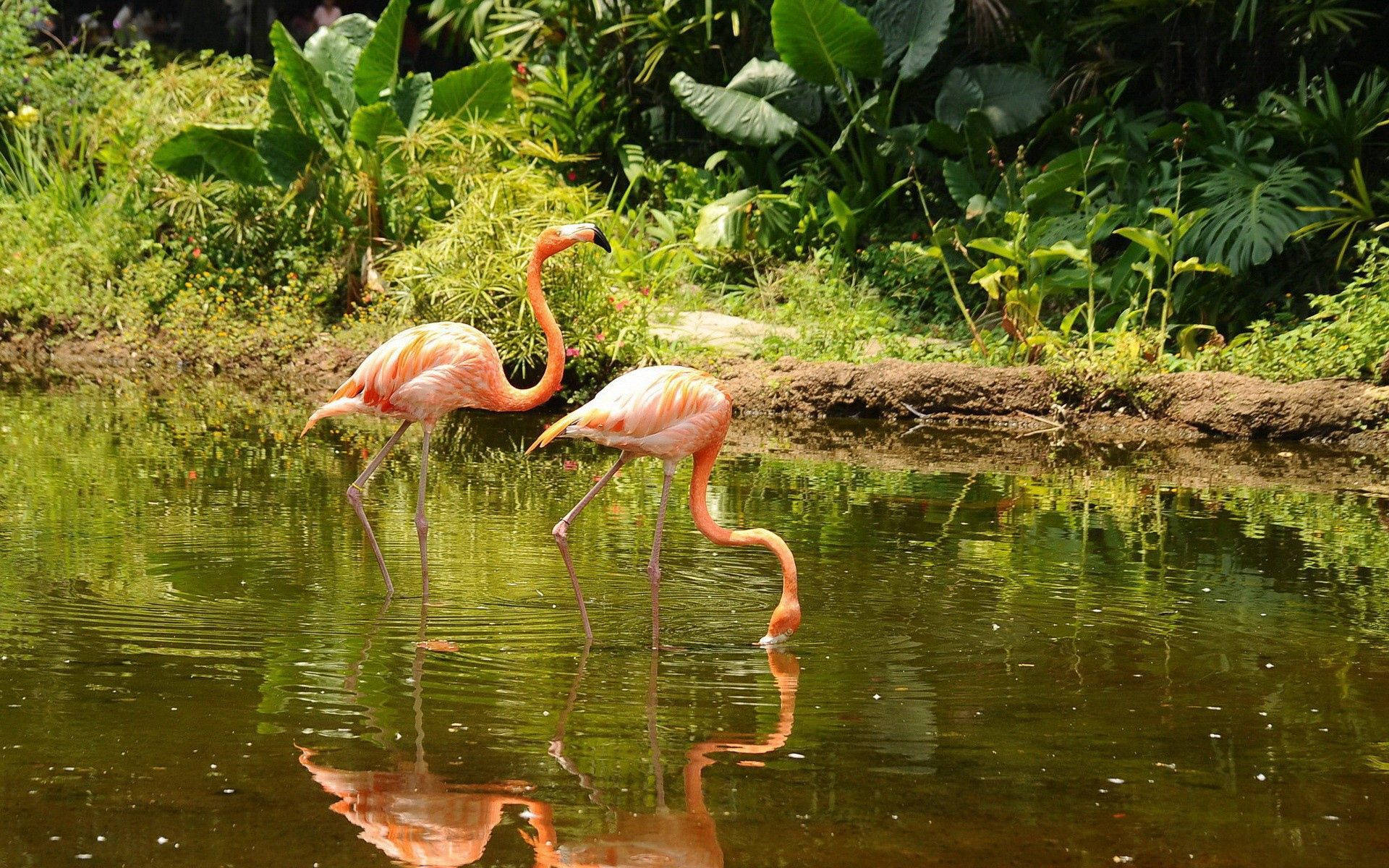 Two Orange Flamingos In A Marsh Background