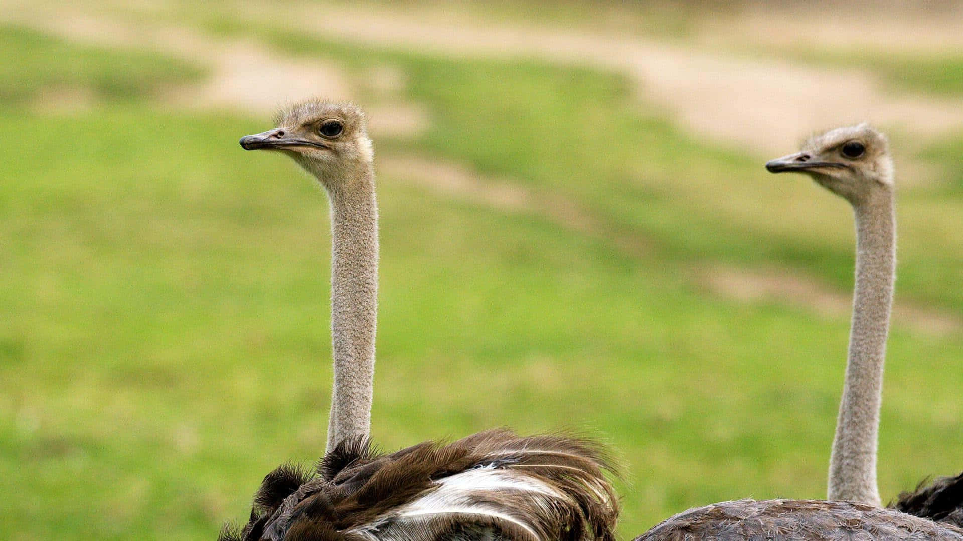 Two Ostriches Field View Background