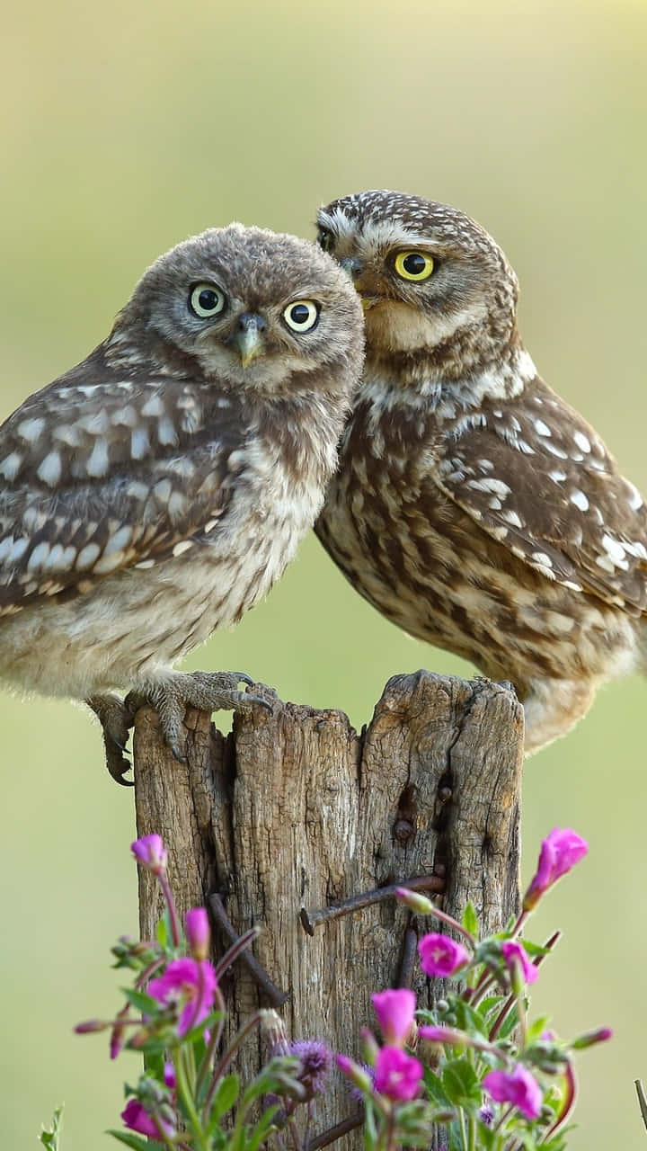 Two Owls Sitting On A Wooden Post Background