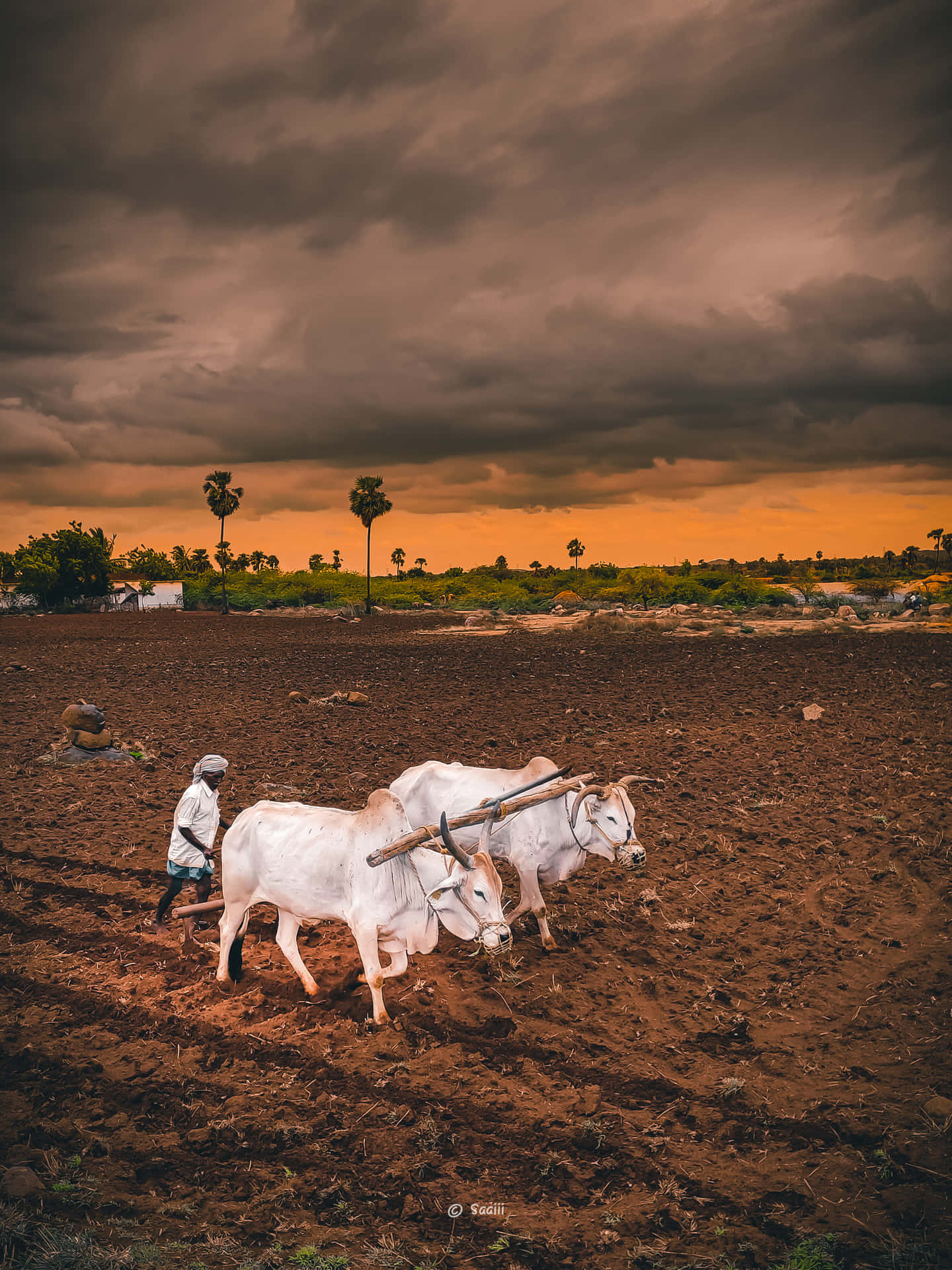Two Oxen Plowing A Field Background