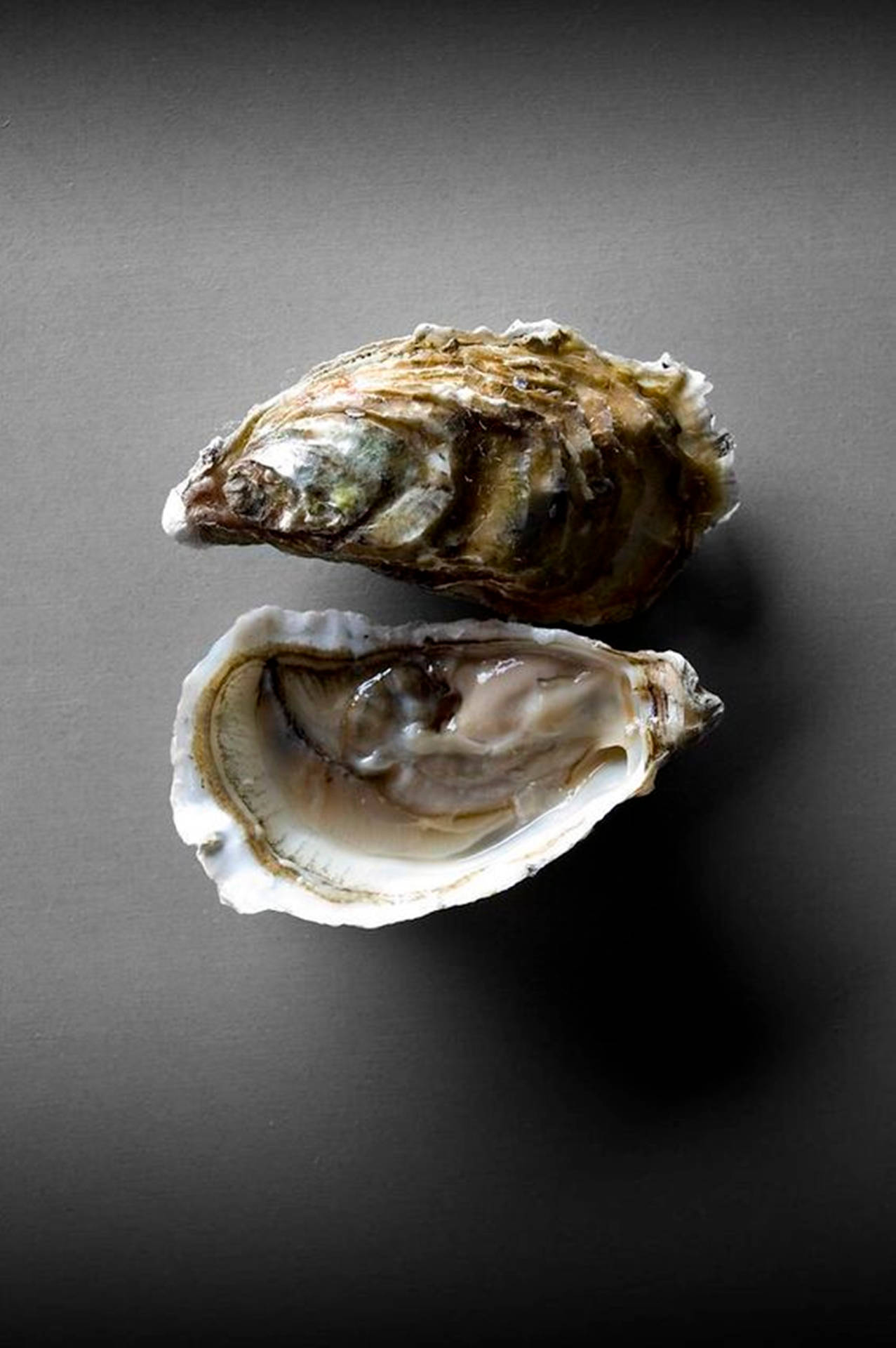 Two Oysters On Dark Gray Background