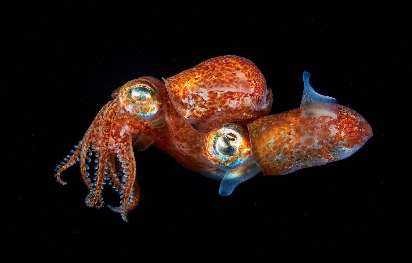 Two Pacific Bobtails Calamari