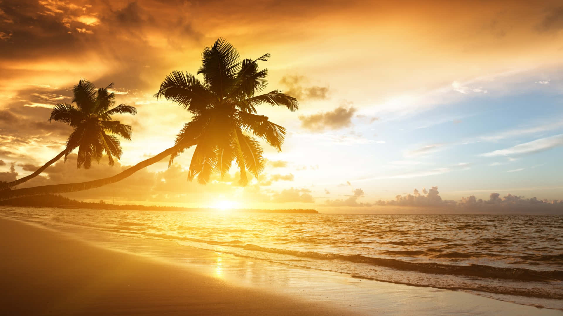 Two Palm Trees On A Beach At Sunset Background