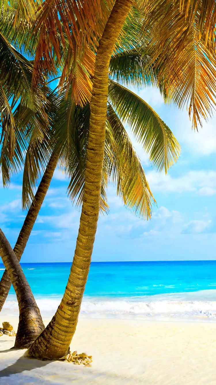 Two Palm Trees On A Sandy Beach Background