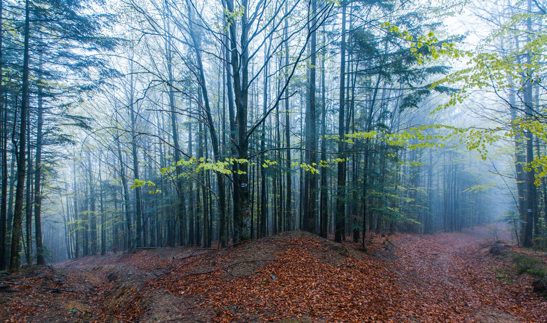 Two Paths On Foggy Forest Background