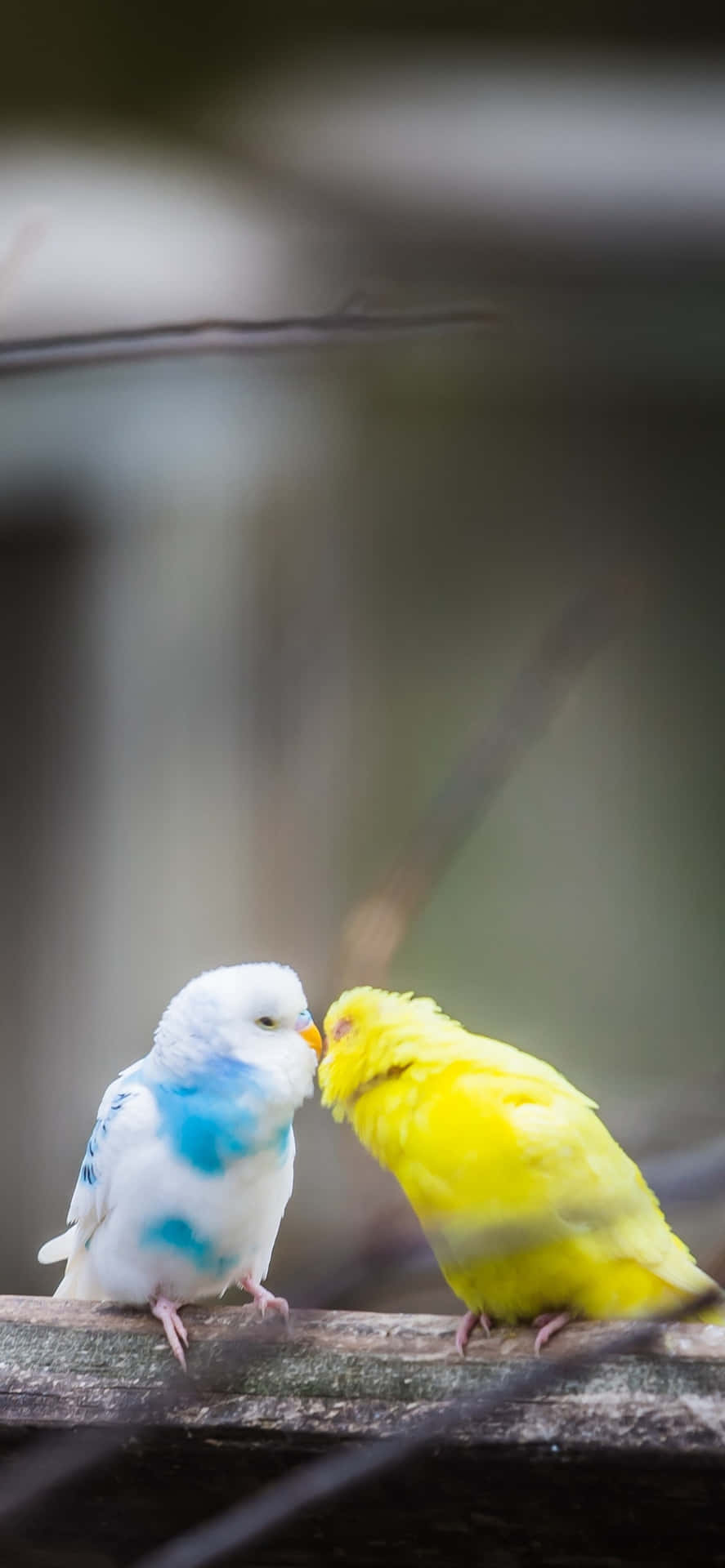 Two Pecking Bird Iphonebackground Image