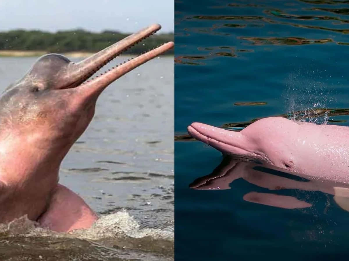 Two Pictures Of A Pink Dolphin And A Blue Dolphin Background