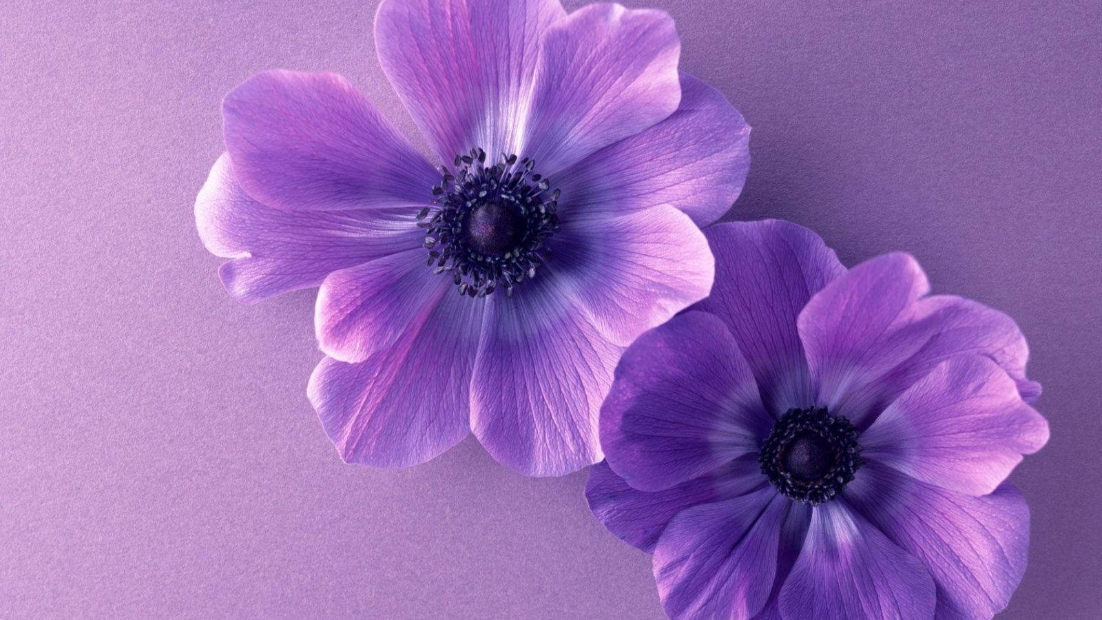 Two Pieces Violets Purple Flowers Background