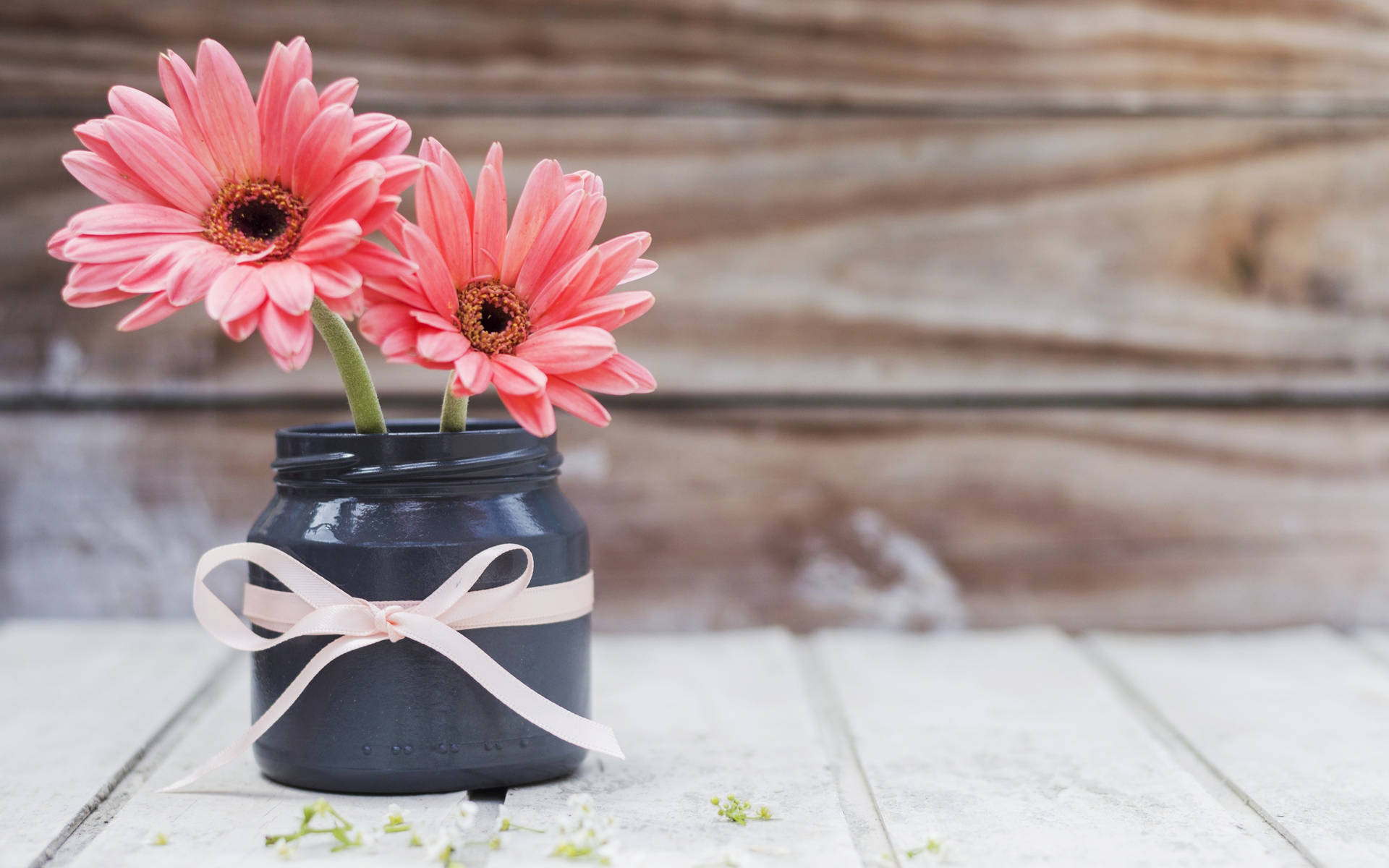 Two Pink Daisies In Flower Vase