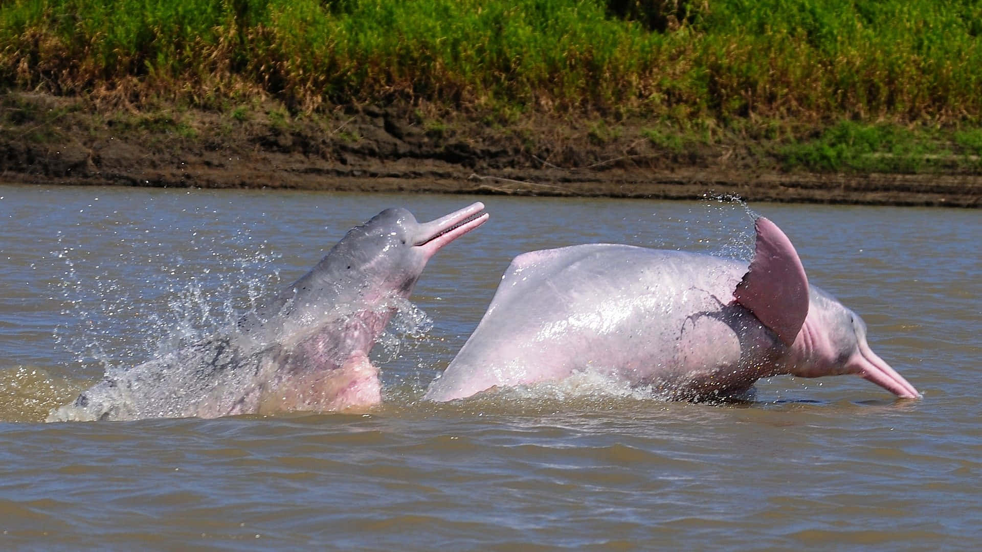 Two Pink Dolphins Playing In The Water Background