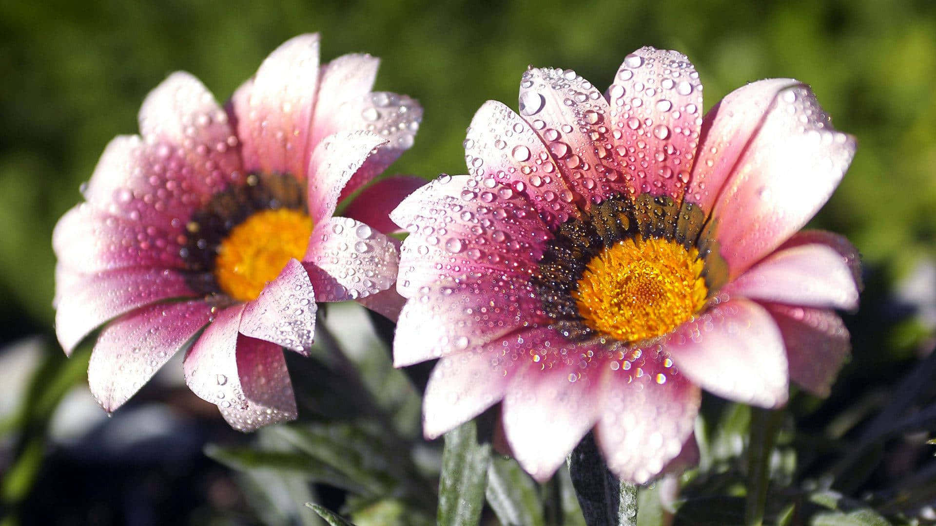 Two Pink Flowers With Water Droplets On Them Background