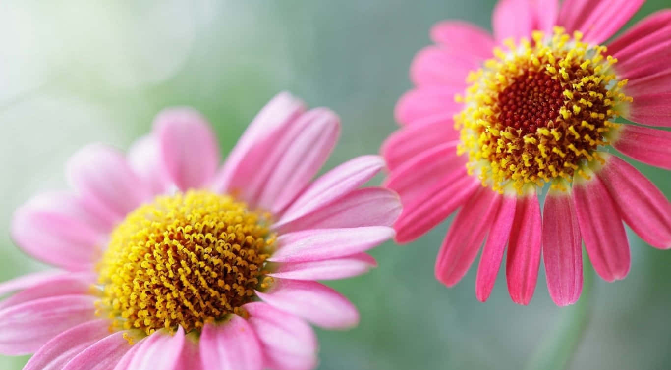 Two Pink Flowers With Yellow Centers Background