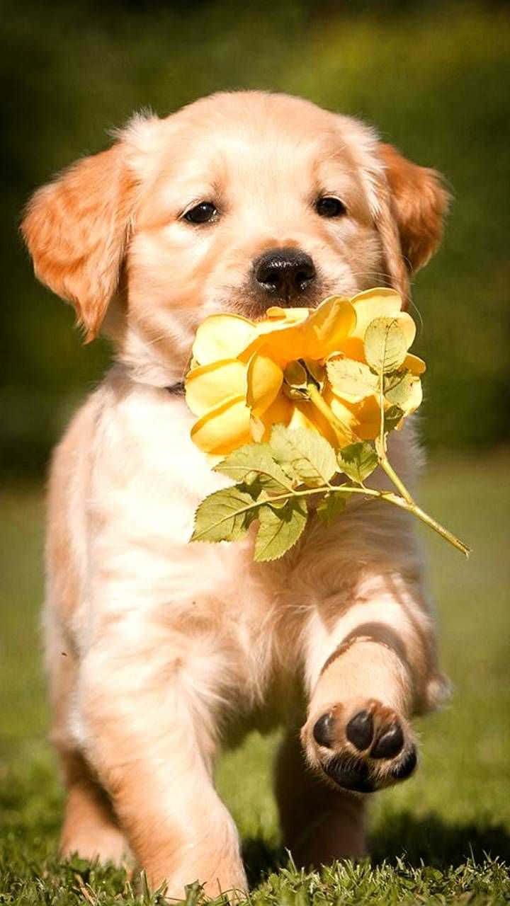 Two Pink Puppies Enjoying The Sunshine