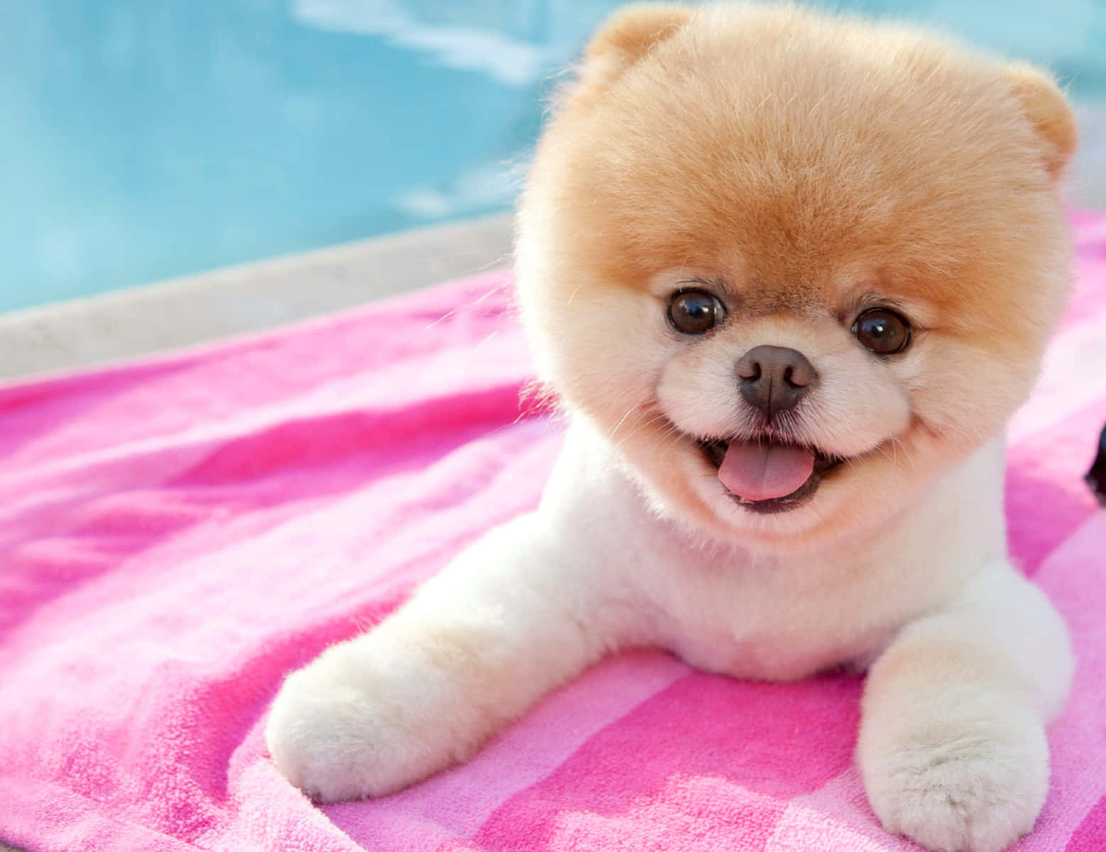 Two Pink Puppies Gazing At Each Other Adorably Background