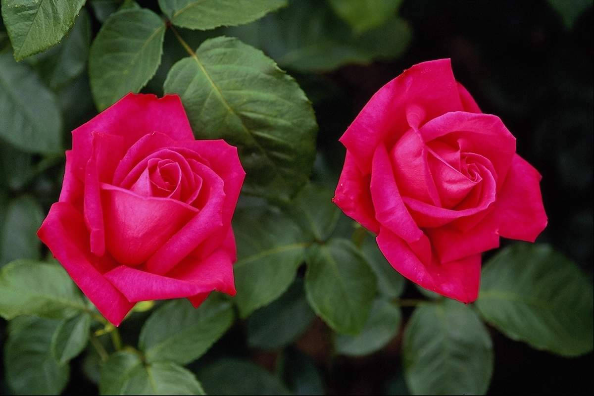 Two Pink Rose Flowers