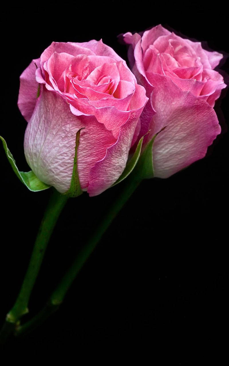 Two Pink Rose Iphone Background Background