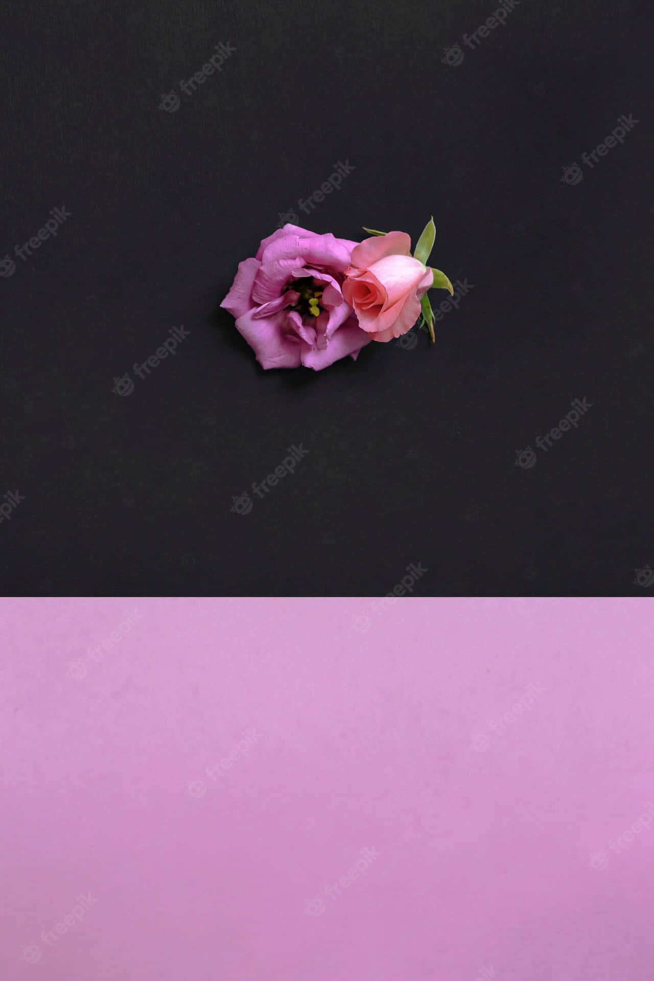 Two Pink Roses On A Black Background Background