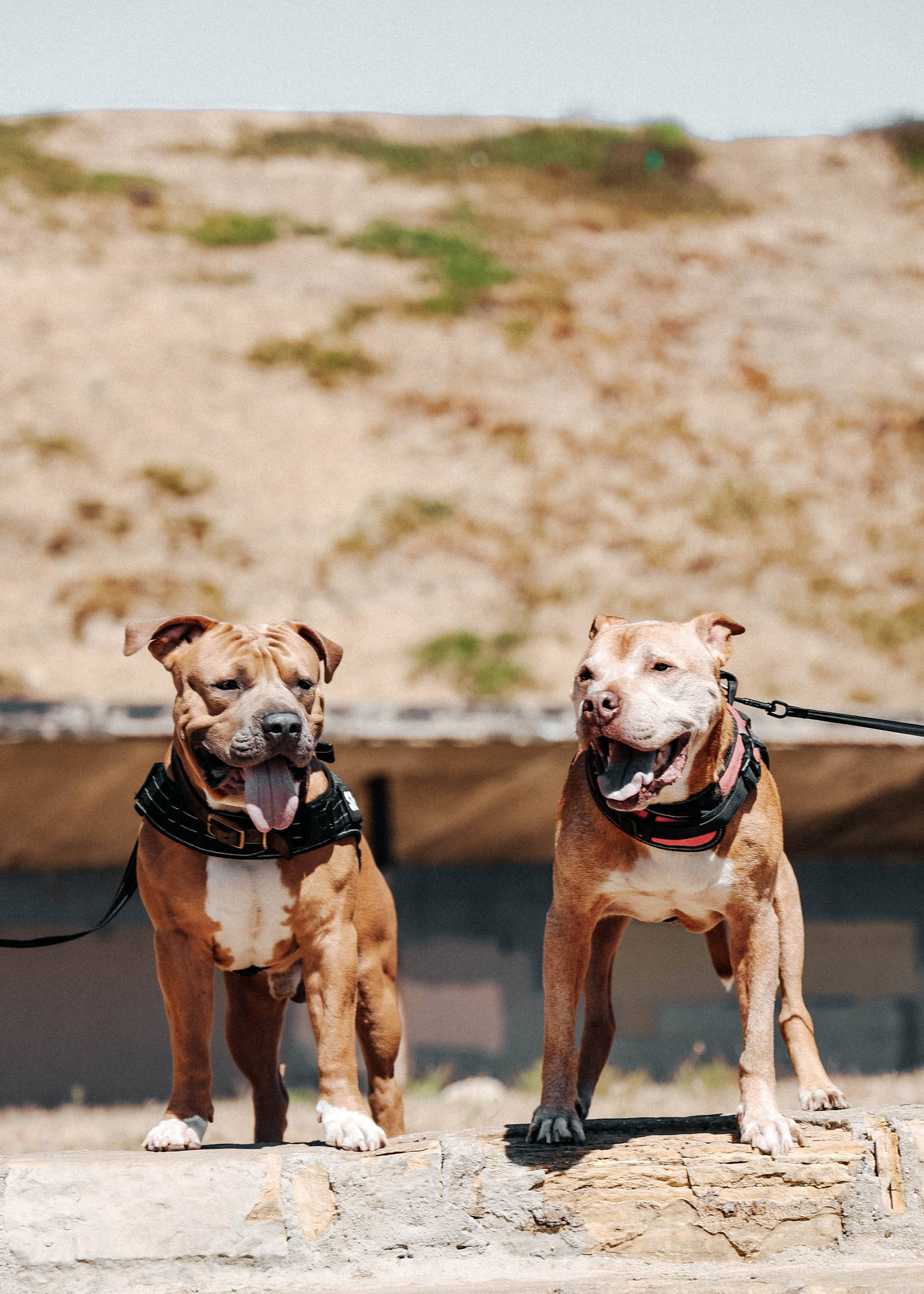 Two Pitbulls On A Rock Background