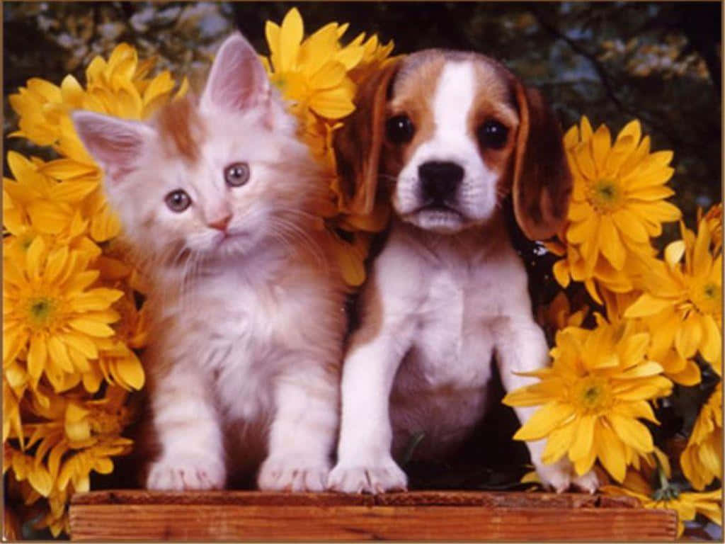 Two Playful Furballs - A Kitten And A Puppy Background