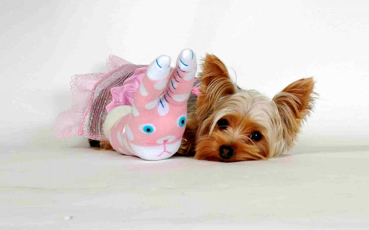 Two Playful Pink Puppies Cuddle Together. Background