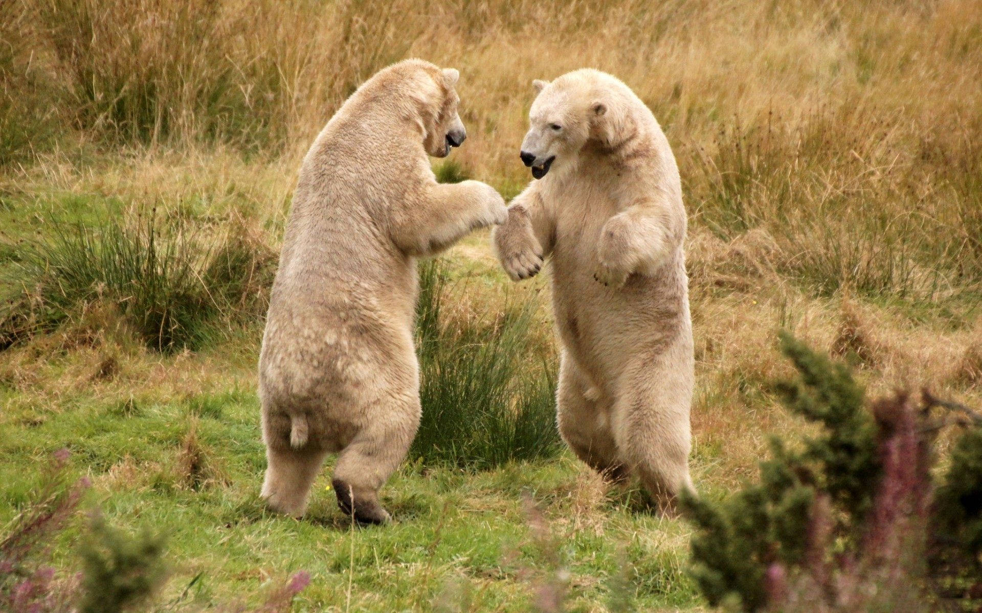 Two Polar Bear Fighting Background