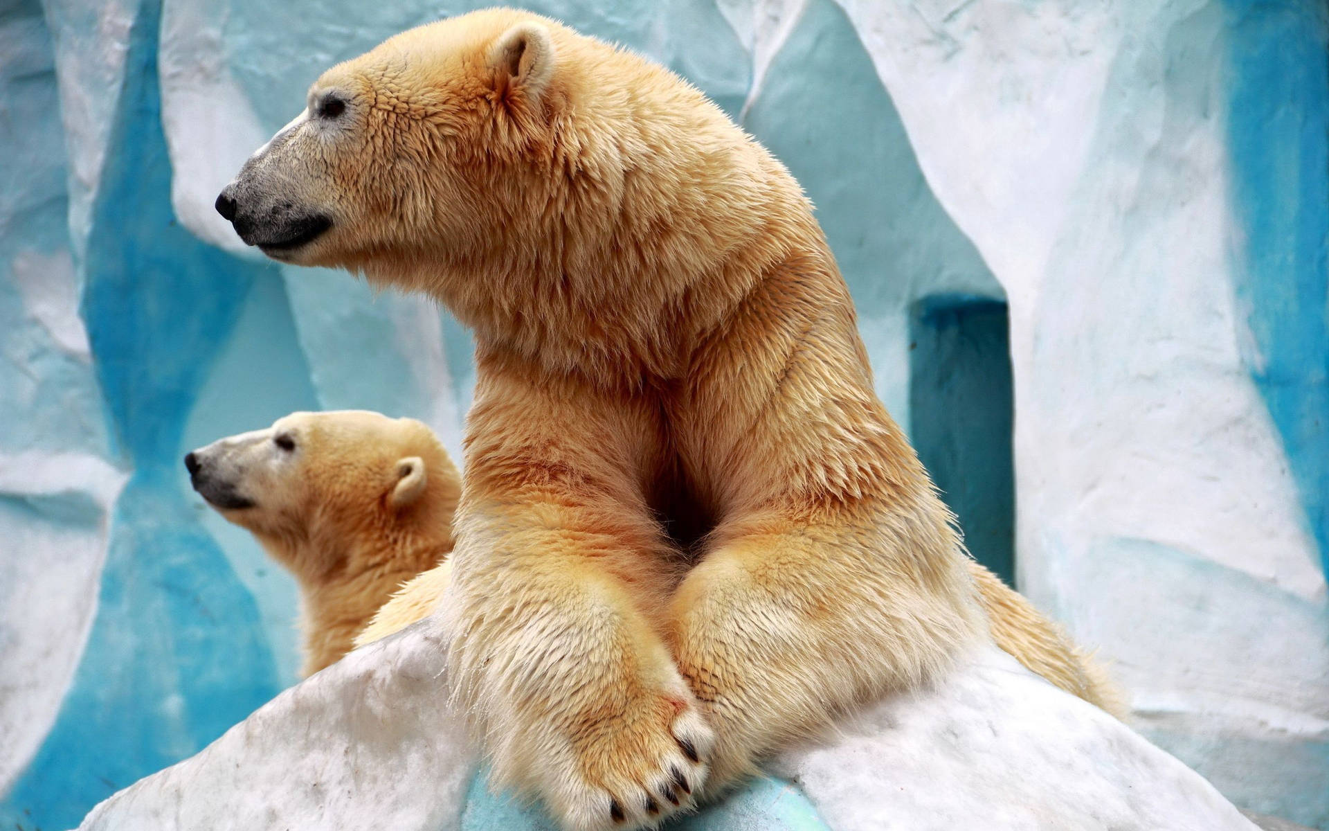 Two Polar Bears On Ice Peak Background