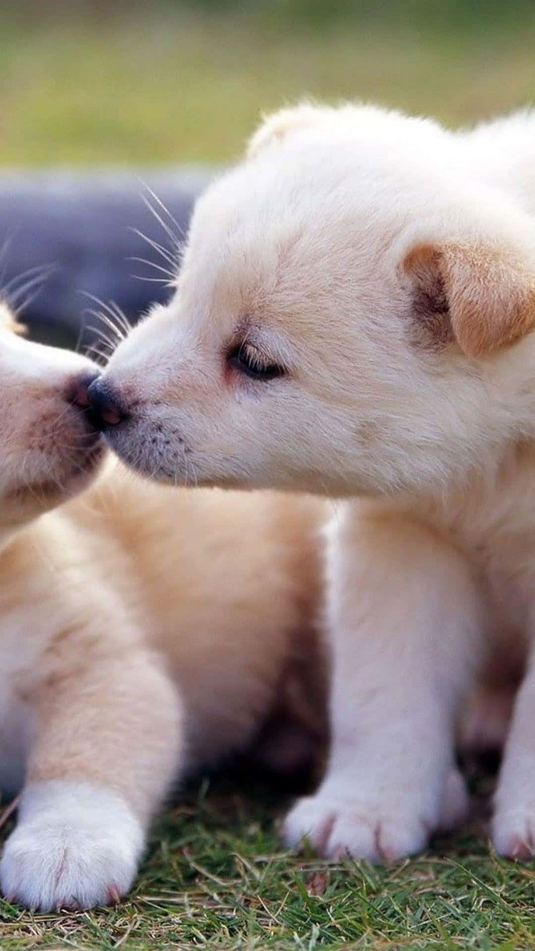 Two Puppies Kissing On The Grass