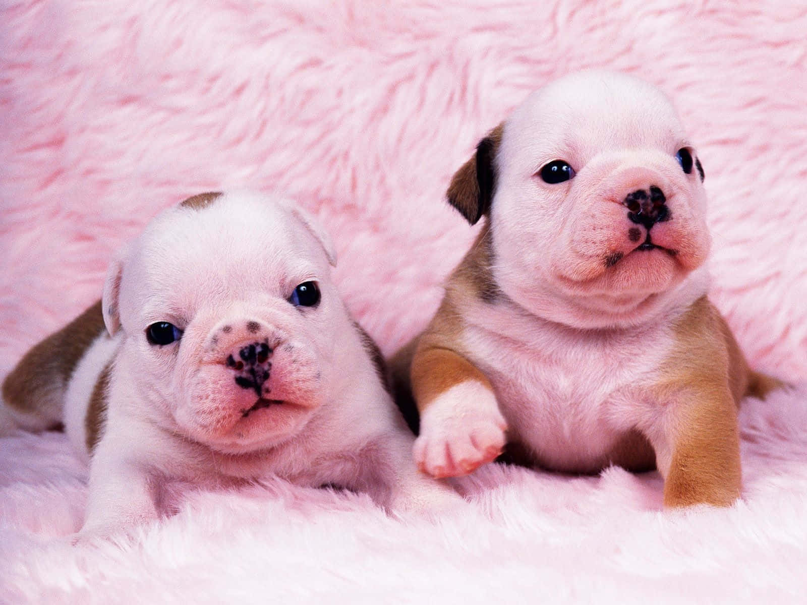 Two Puppies Laying On A Pink Blanket Background