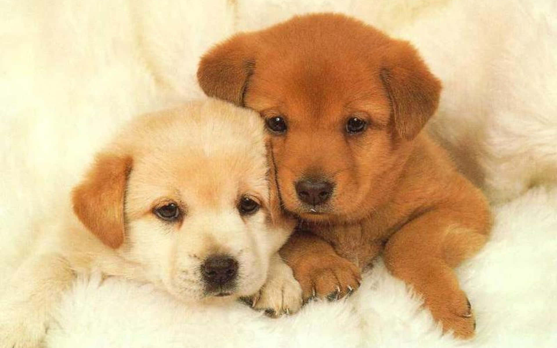 Two Puppies Laying On A White Fur Blanket Background