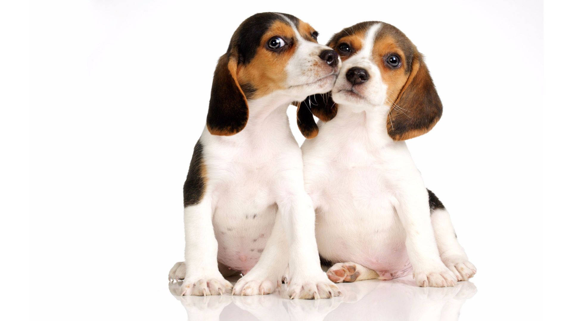 Two Puppy Beagle Dog Background