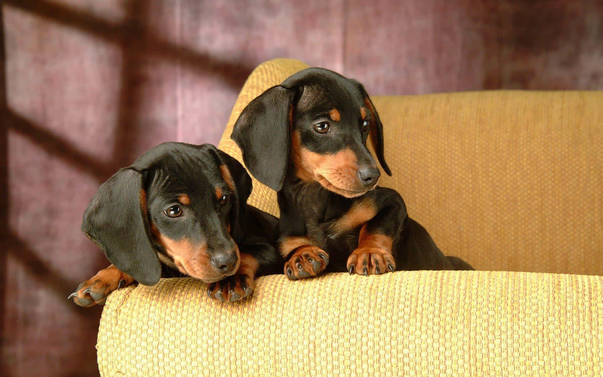 Two Puppy Dachsund In Photoshoot