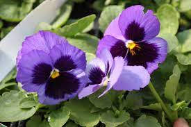 Two Purple Pansies Sit On Plants Background