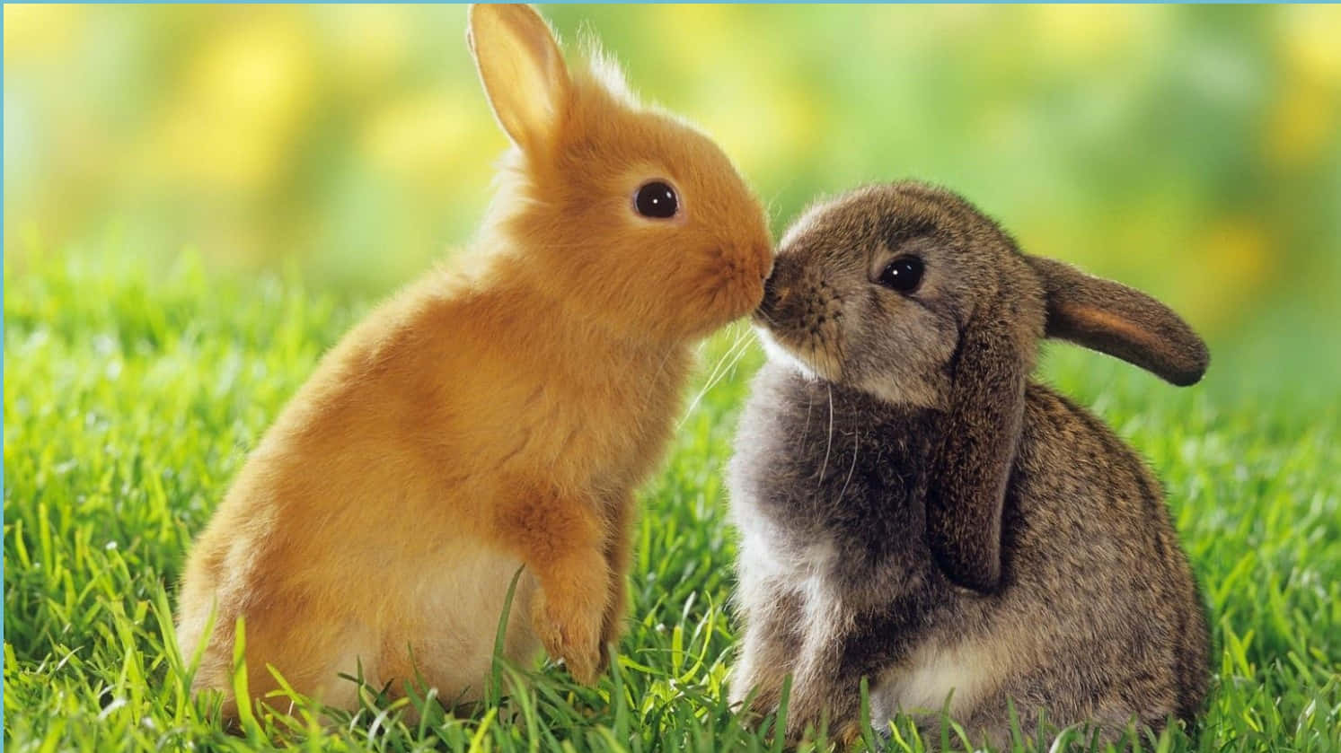 Two Rabbits Kissing In The Grass Background