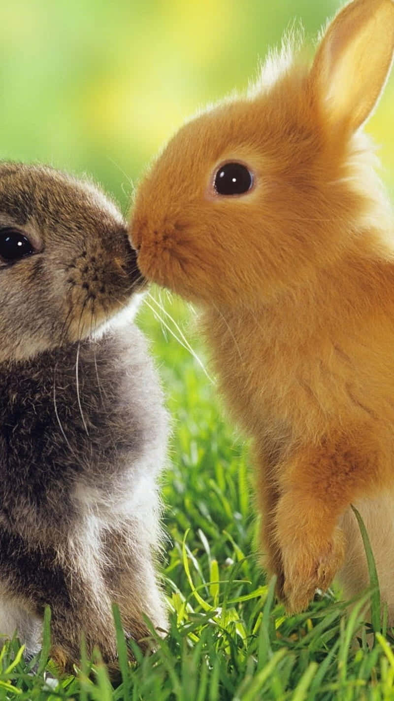 Two Rabbits Kissing In The Grass Background