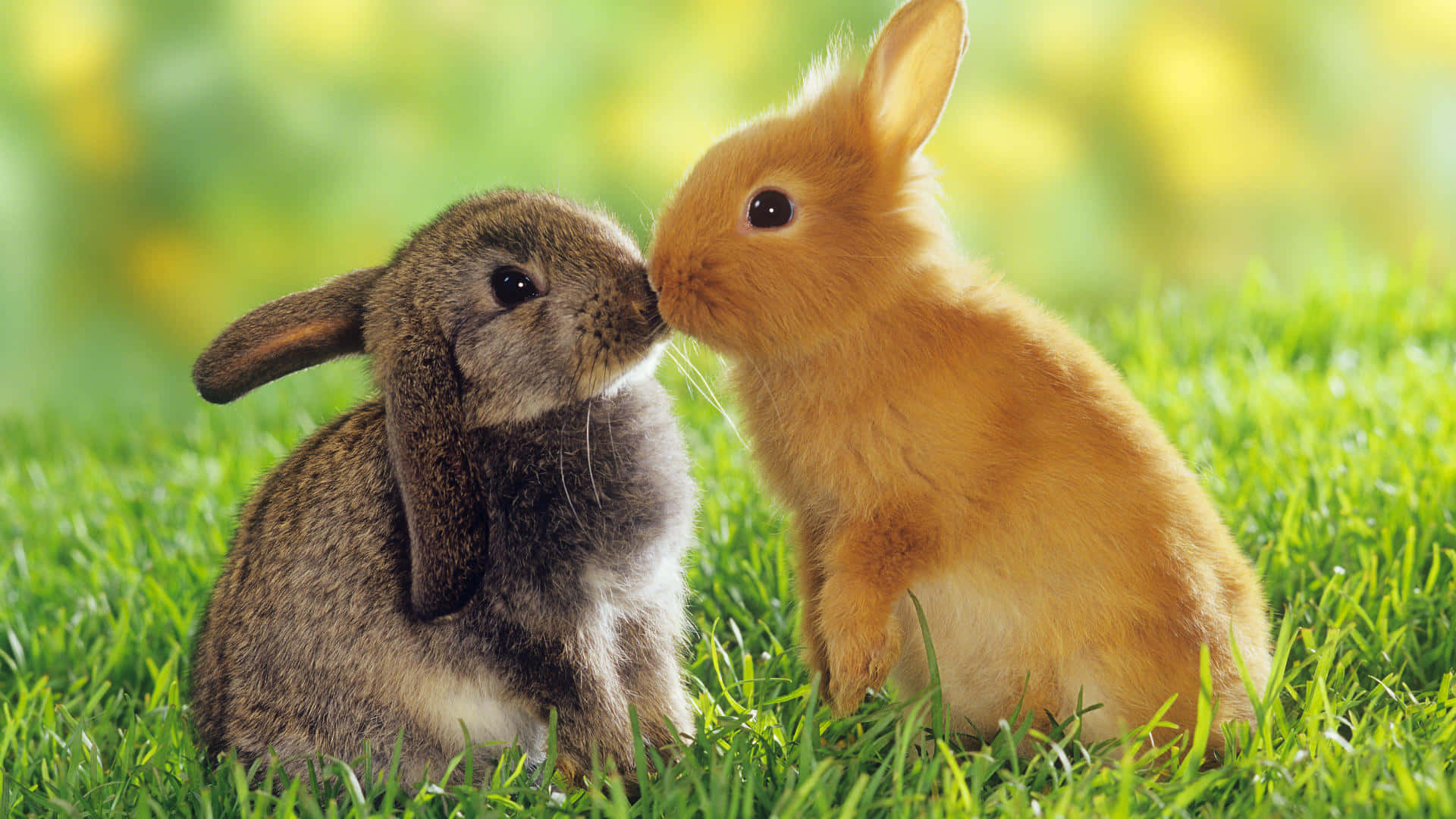 Two Rabbits Kissing In The Grass Background