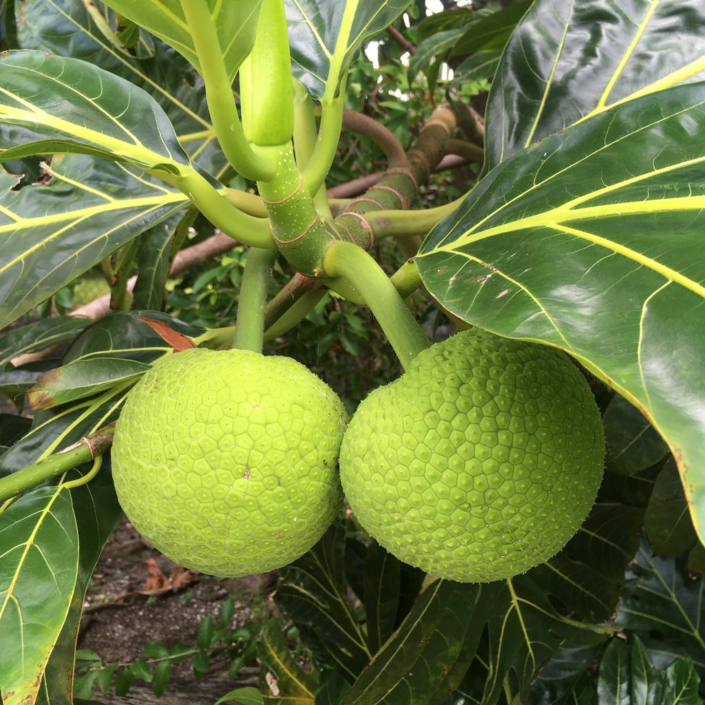 Two Raw Small Breadfruit Background