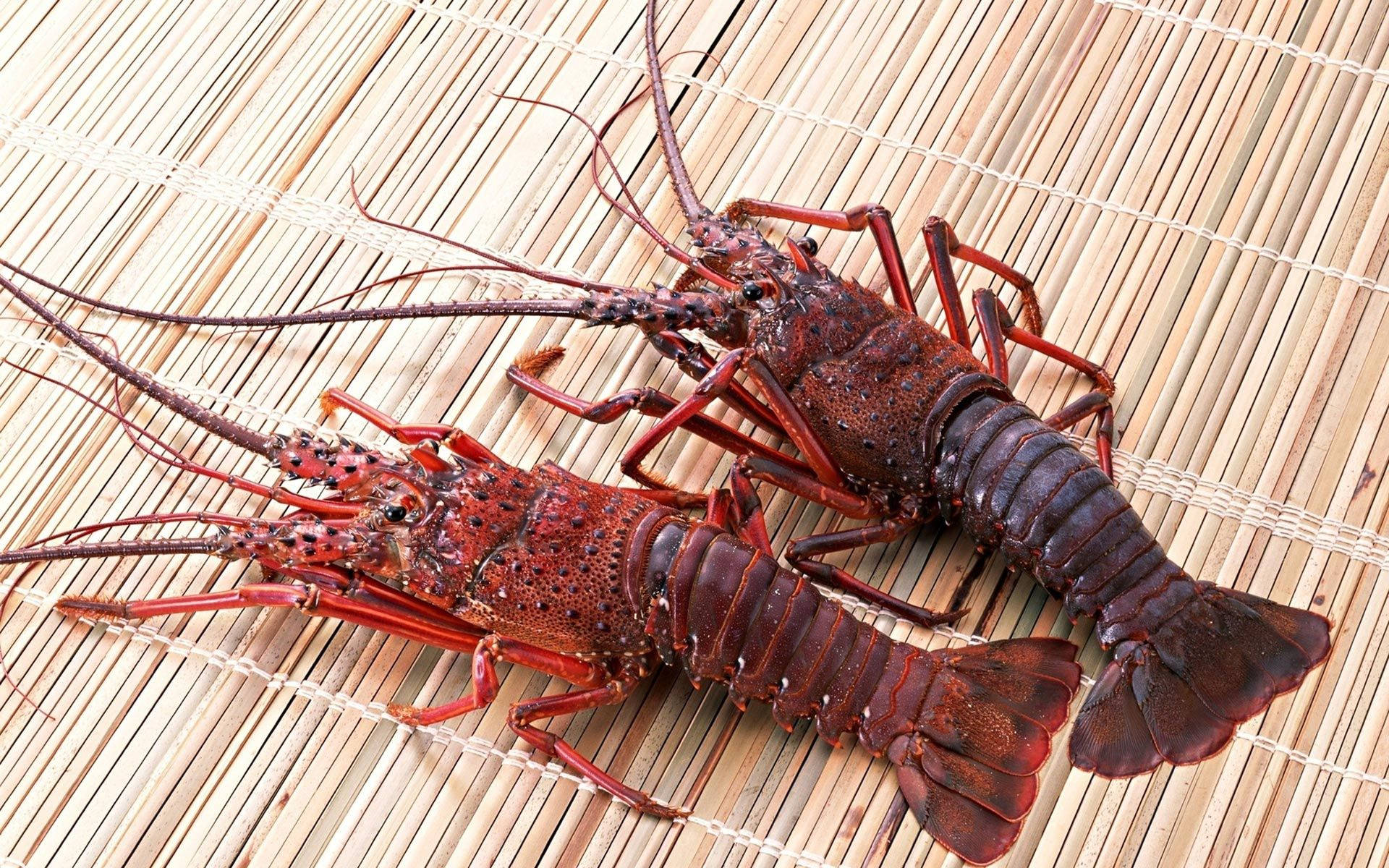 Two Red Lobsters On Bamboo Mat Background