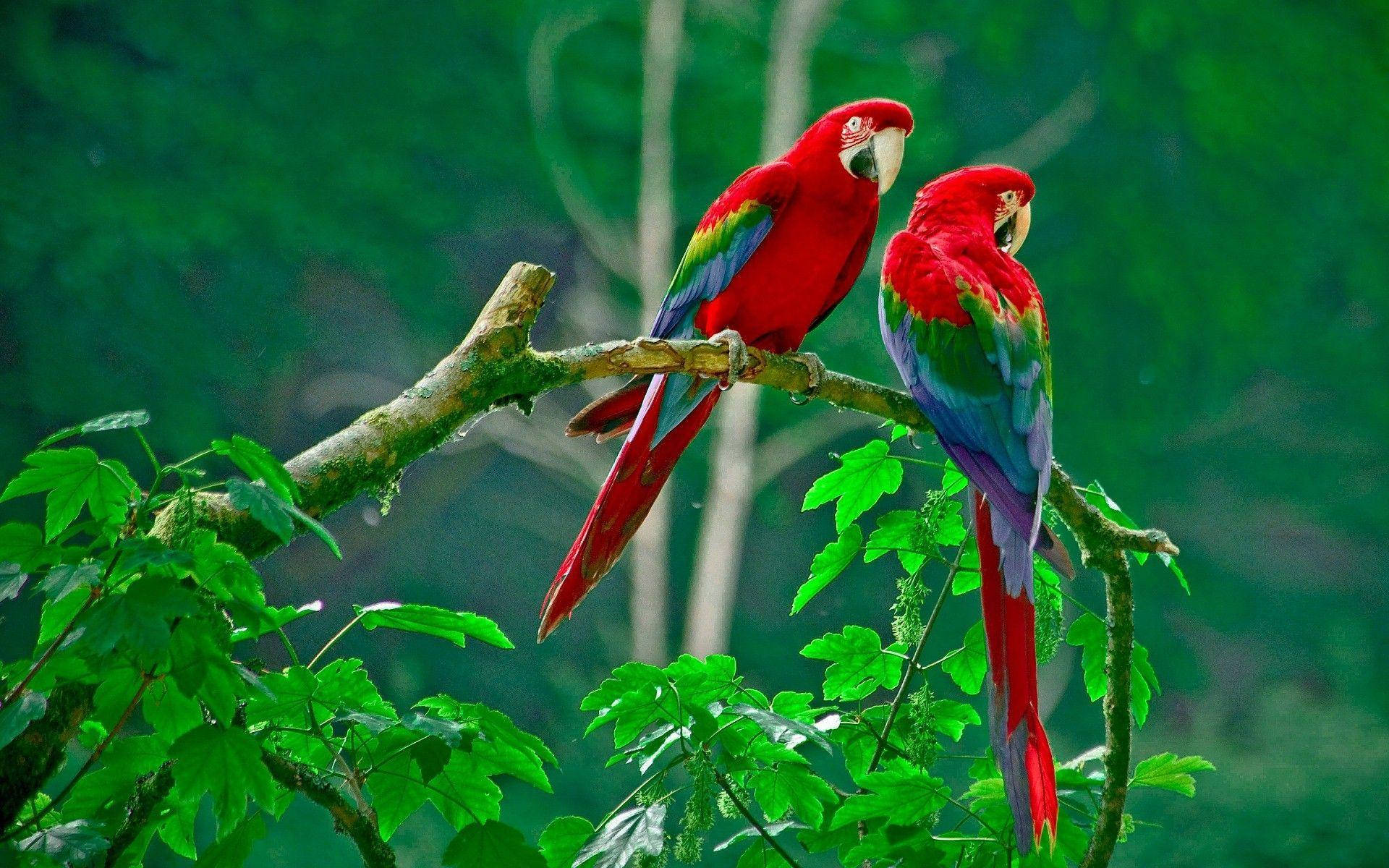 Two Red Macaw Parrots Green Backdrop Background