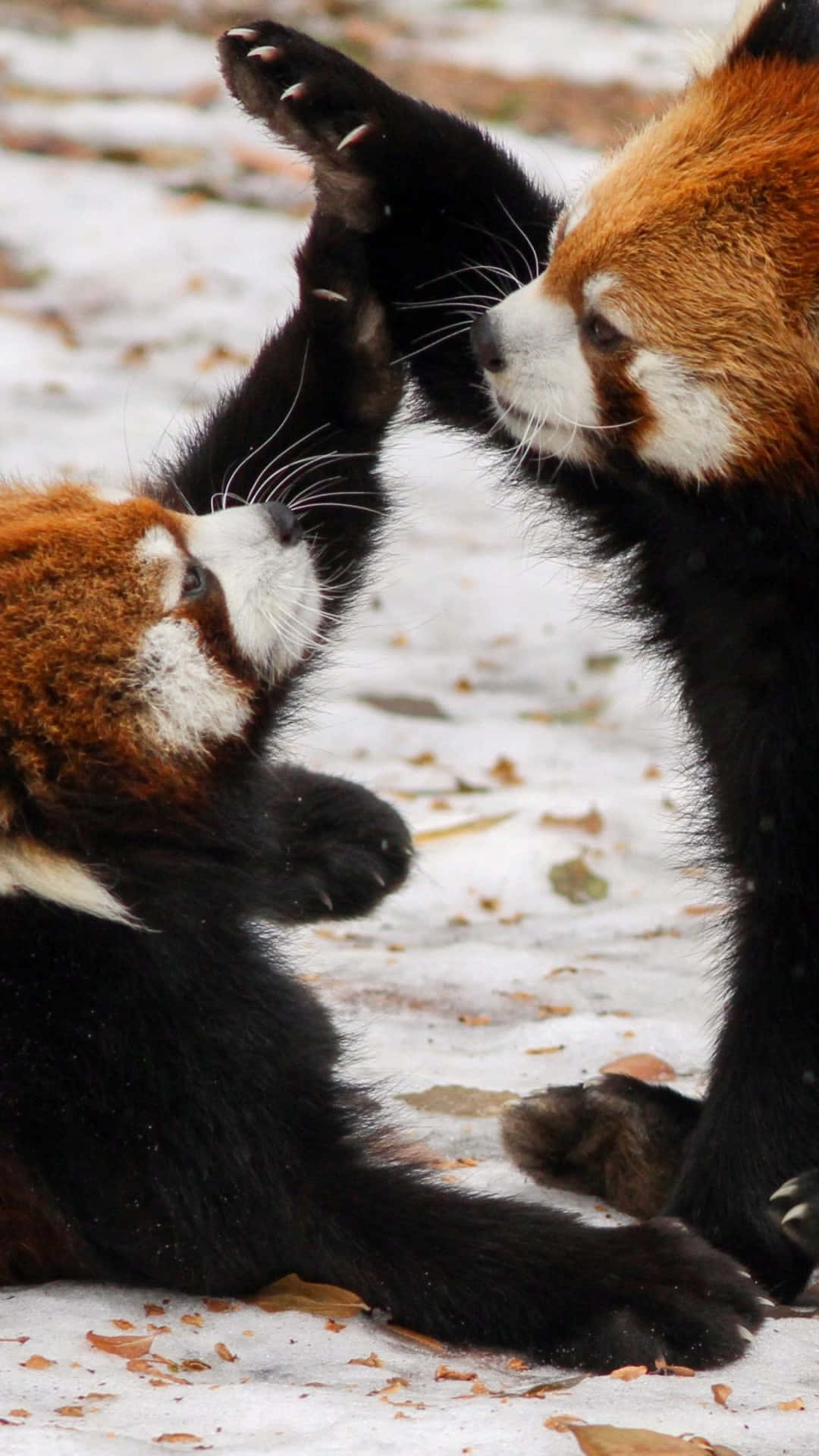 Two Red Pandas Playing In The Snow Background