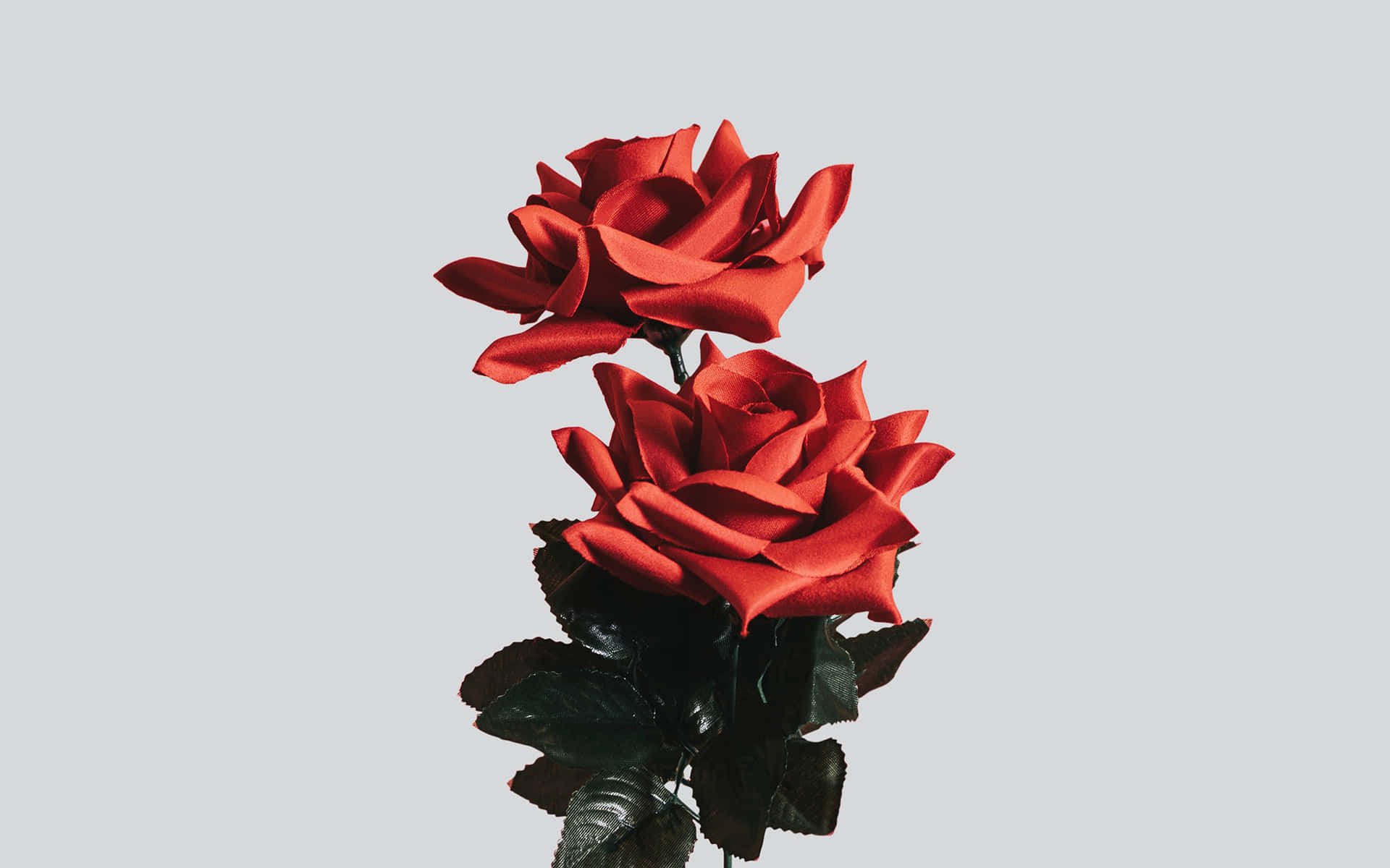 Two Red Roses In A Vase