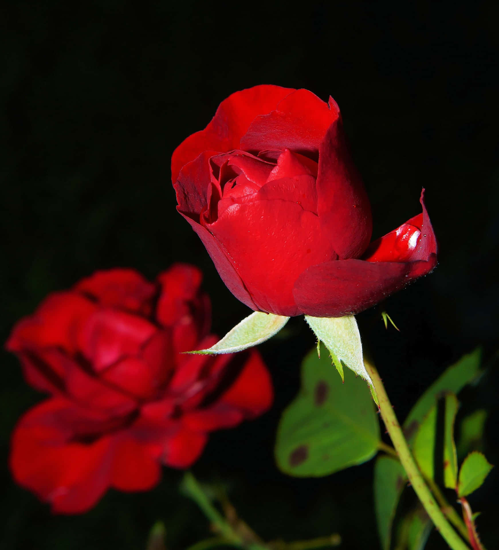 Two Red Roses Background