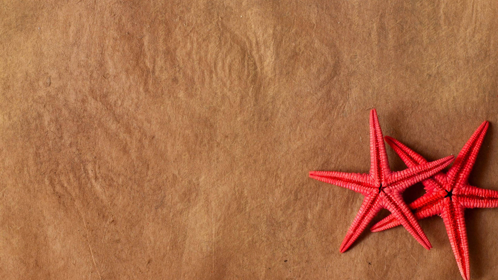 Two Red Starfish Minimalist Background