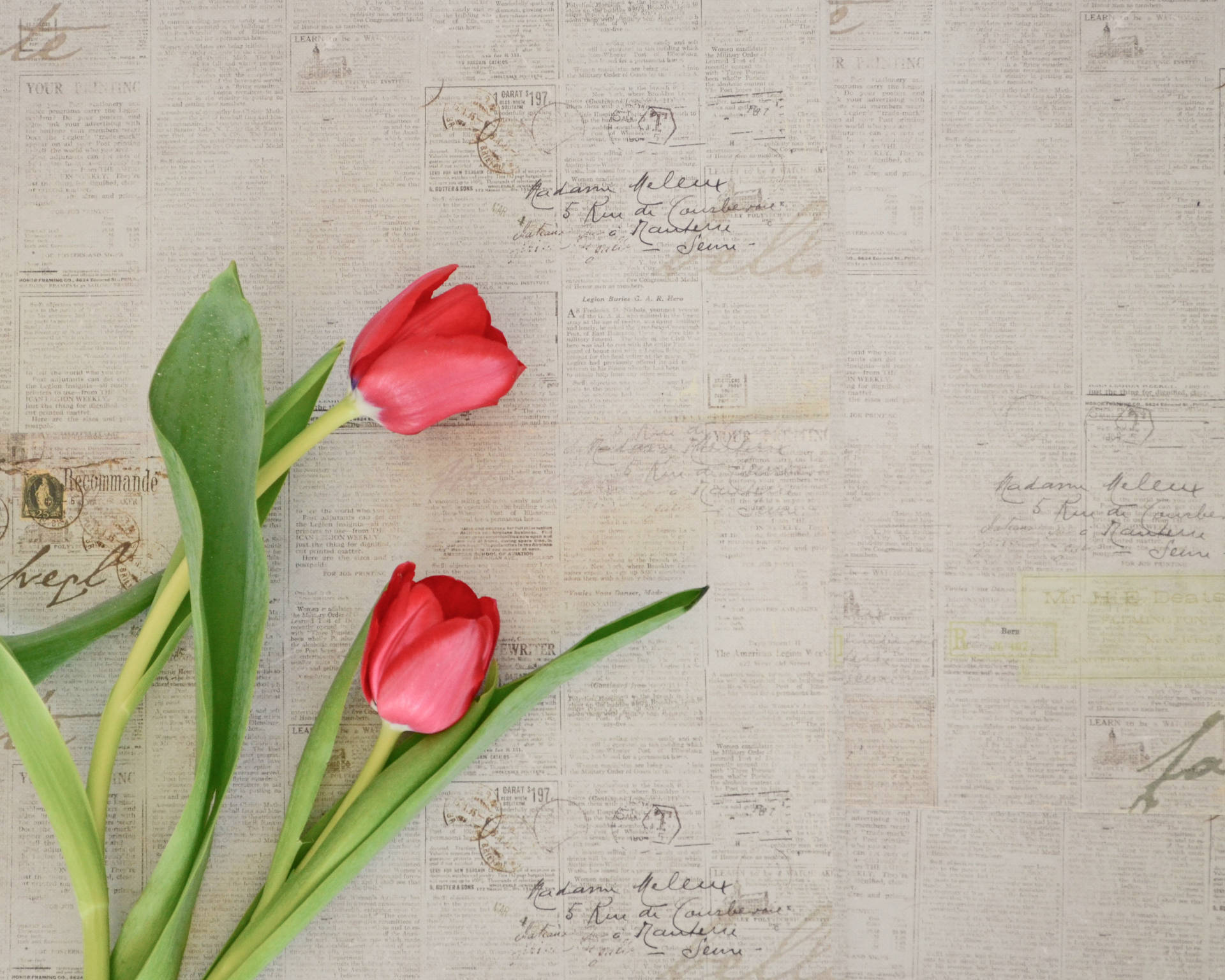 Two Red Tulip Flowers Background