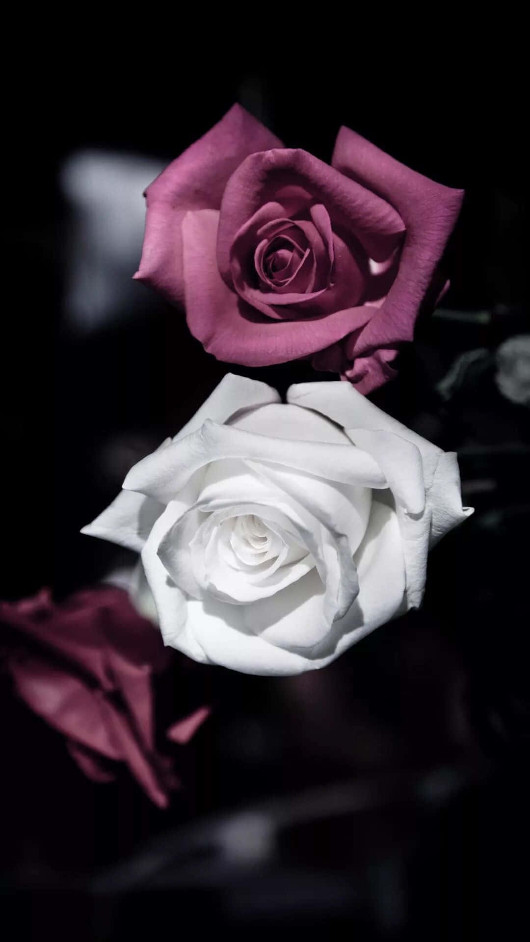 Two Roses Are Shown In A Dark Background Background