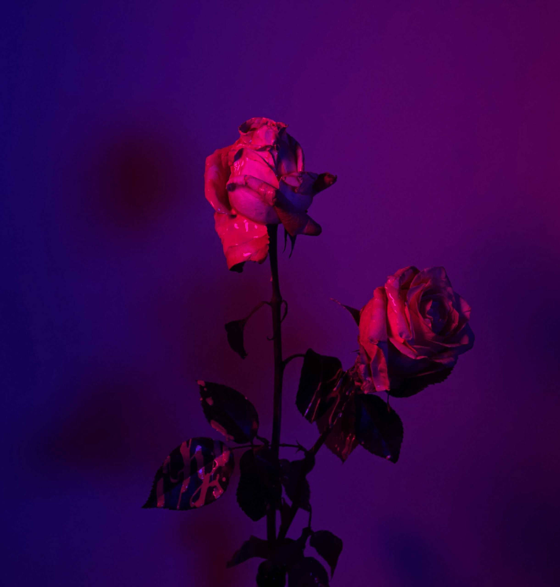 Two Roses In Purple Lighting Background