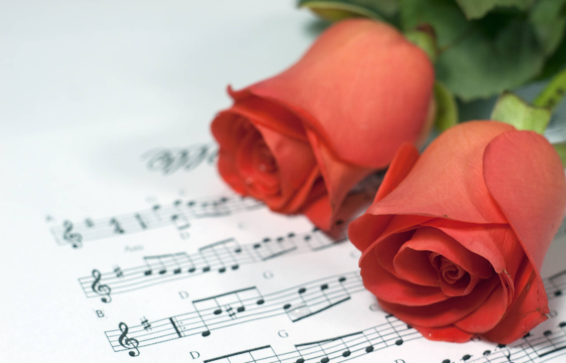 Two Roses Over Music Sheet Background