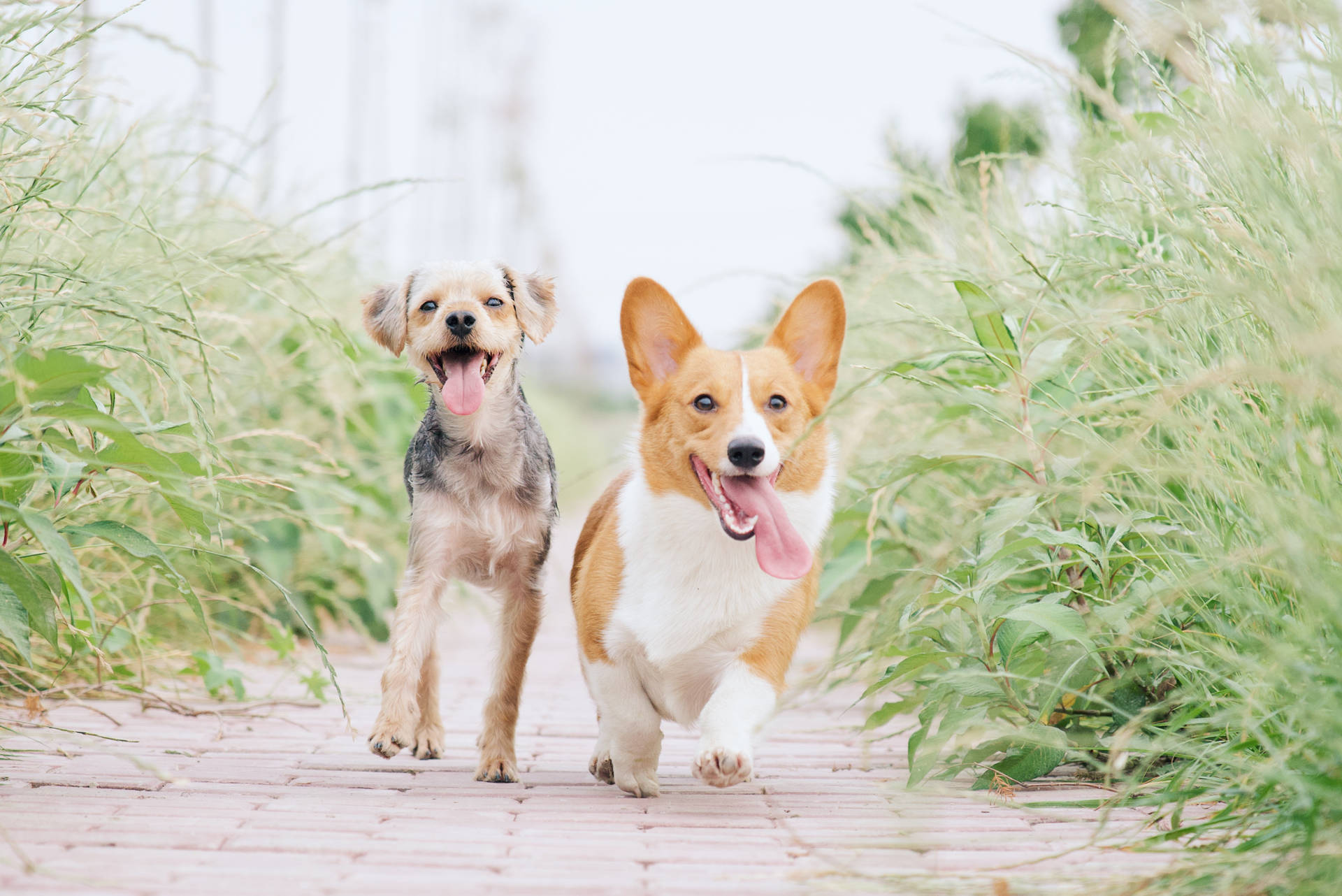Two Running Pet Dogs Background