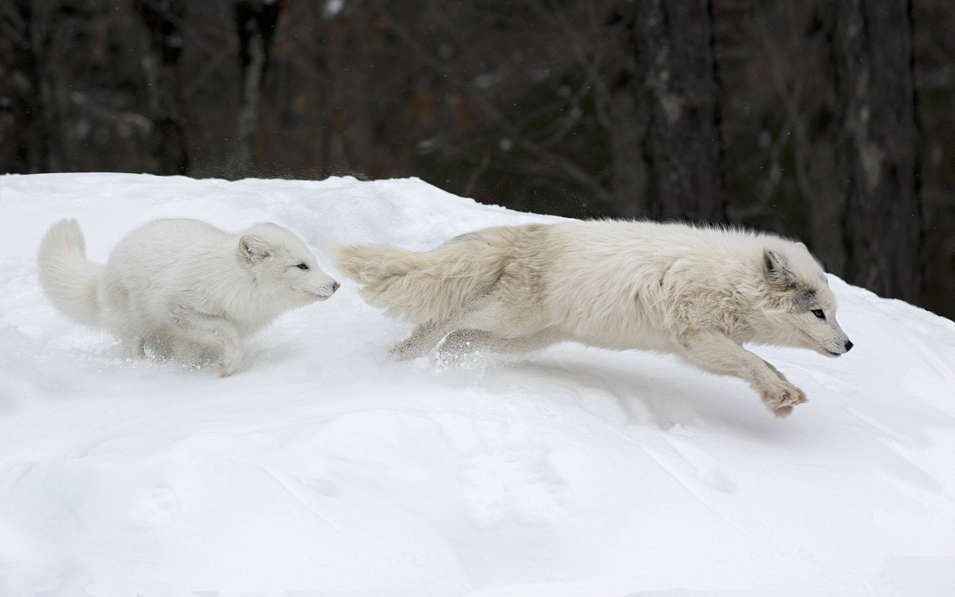 Two Running White Foxes Background